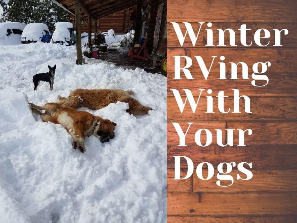 Keeping Your Furry Friend Comfortable During the Winter
